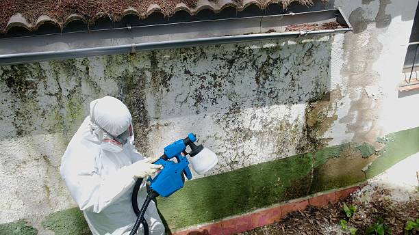 Mold Removal service in Maple Valley